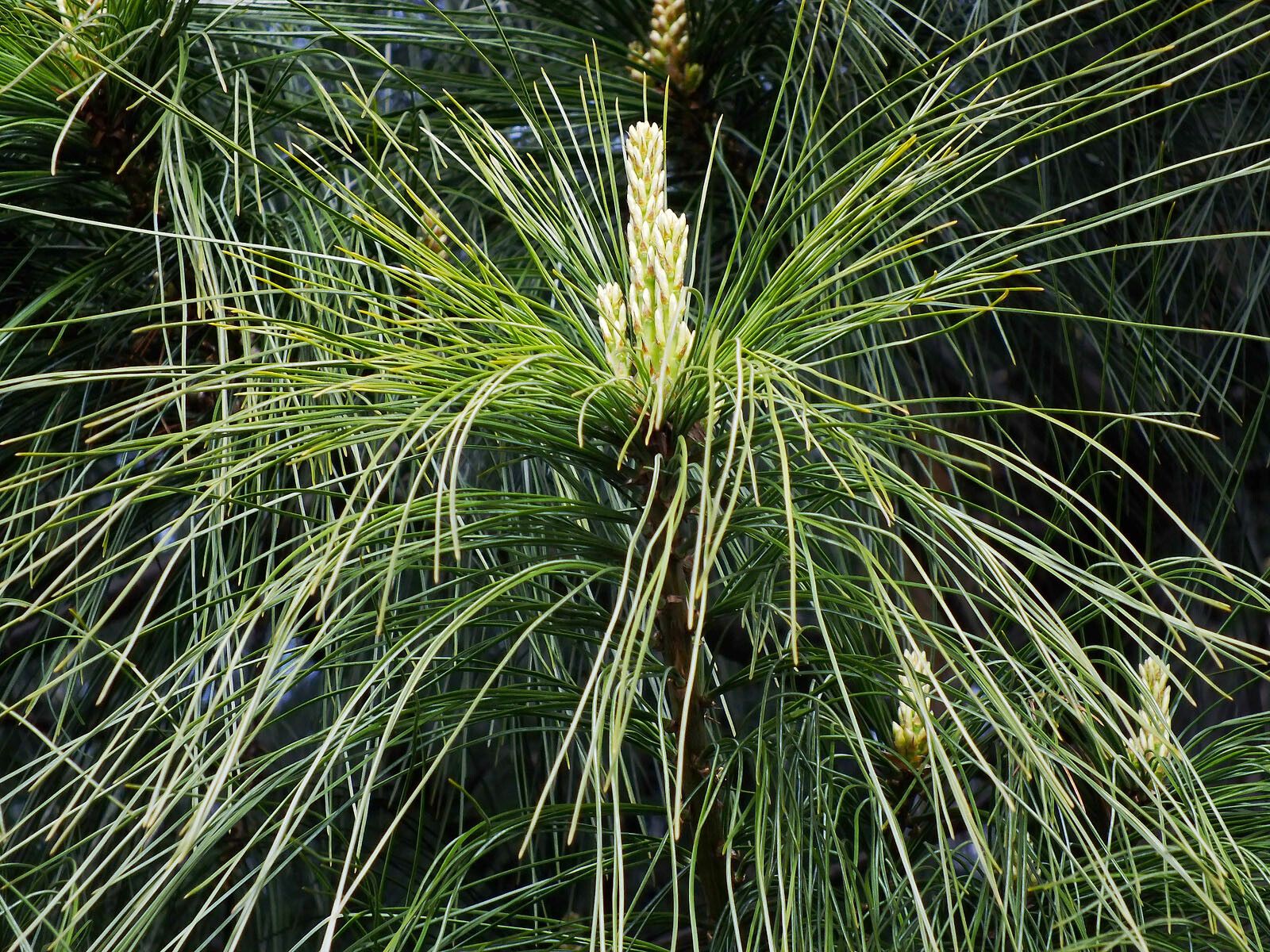 Pinus armandi leaf