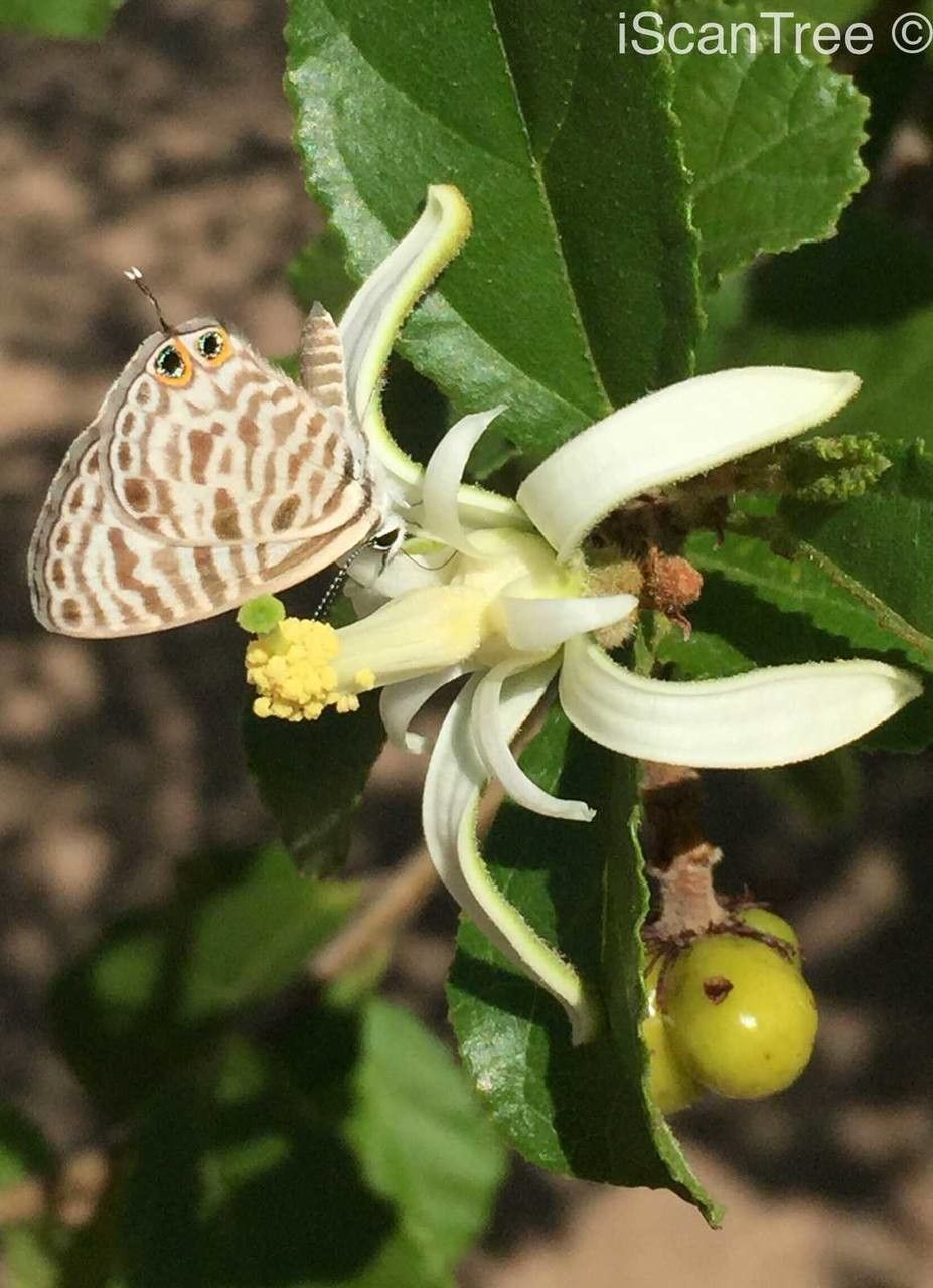 Grewia pachycalyx flower