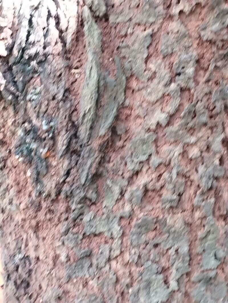 Parkia speciosa bark