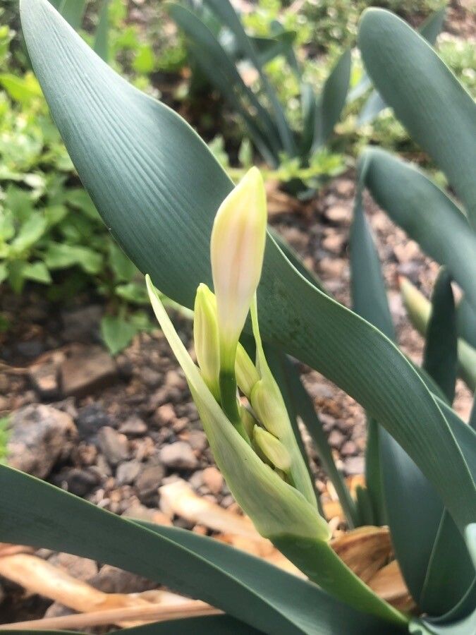 Pancratium canariense flower