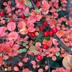Cotoneaster horizontalis
