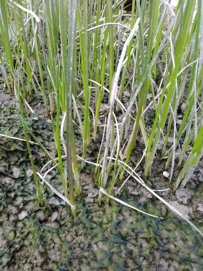 Schoenoplectus triqueter leaf