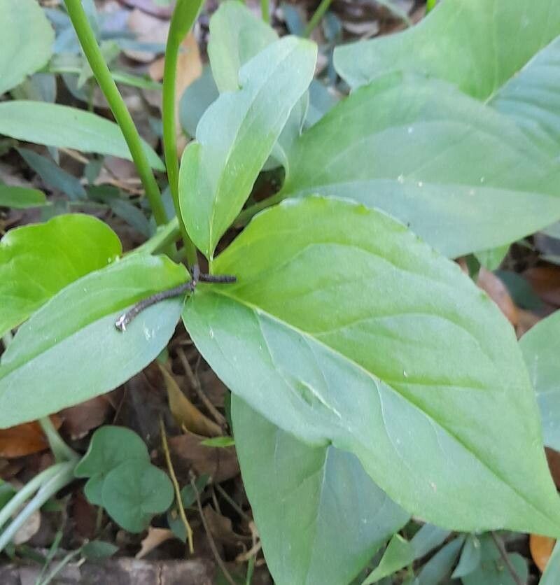 Spathicarpa hastifolia leaf