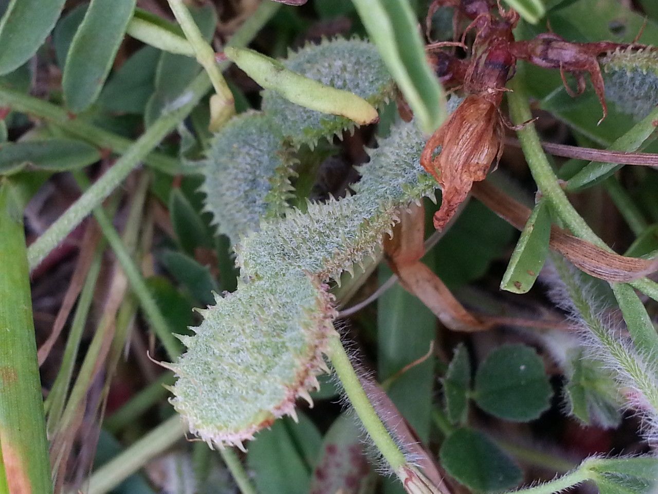 Hedysarum glomeratum leaf