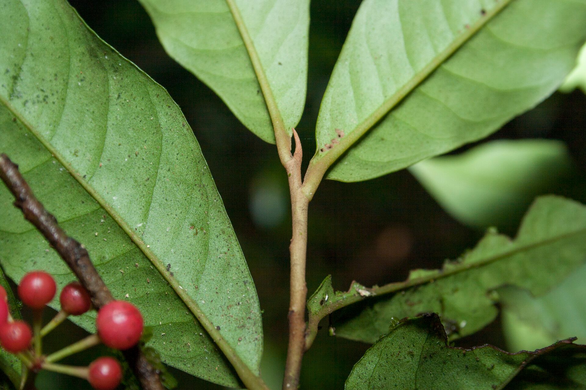 Ardisia guianensis other