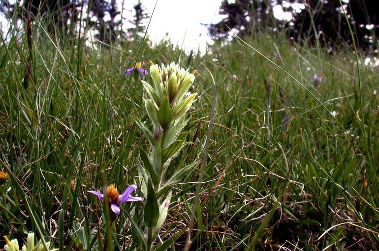 Castilleja chrysantha — houseplant care guide
