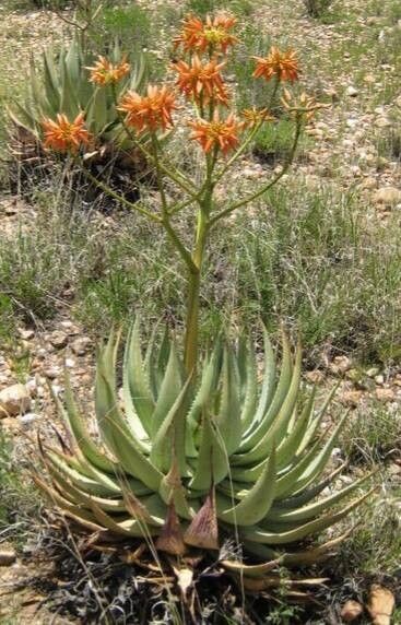 Aloe dewinteri habit