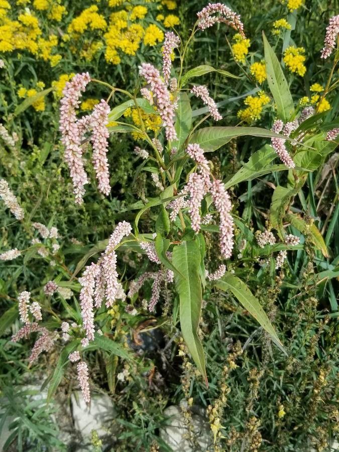 Polygonum lapathifolium flower
