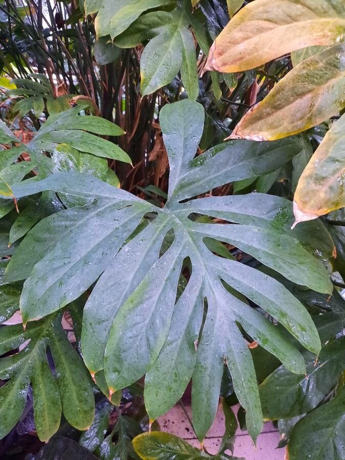 Lasia spinosa — houseplant care guide