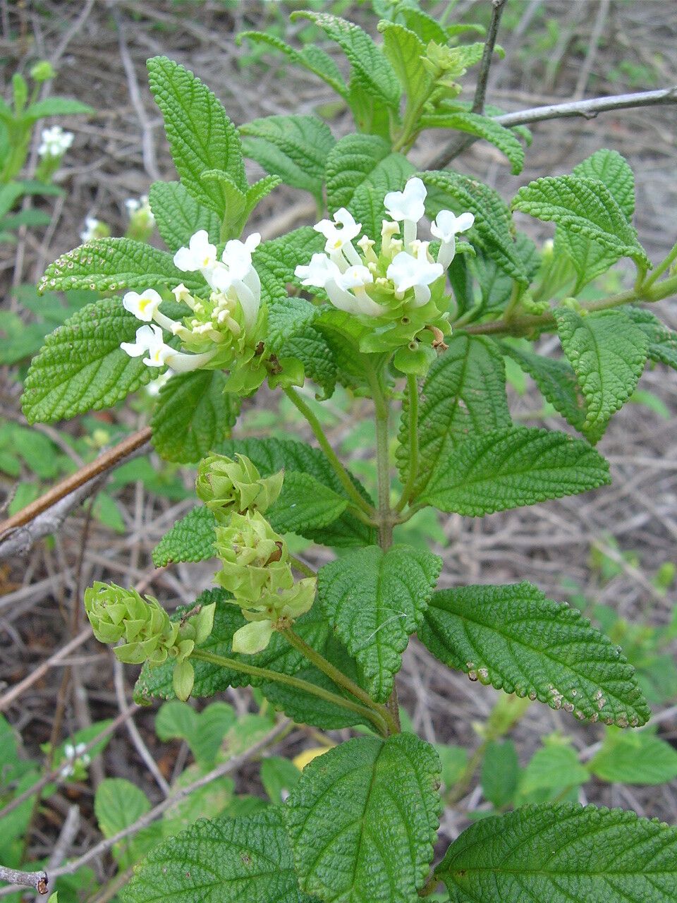 Lantana undulata leaf