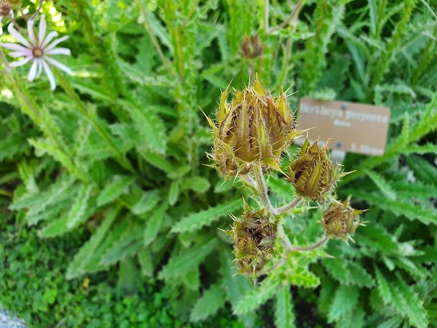 Berkheya purpurea fruit