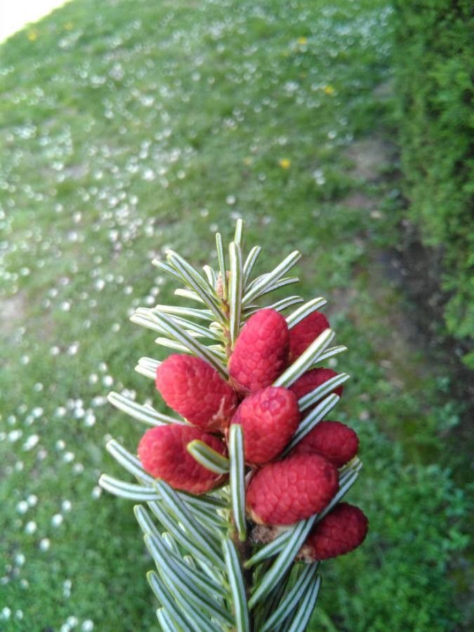 Abies alba flower