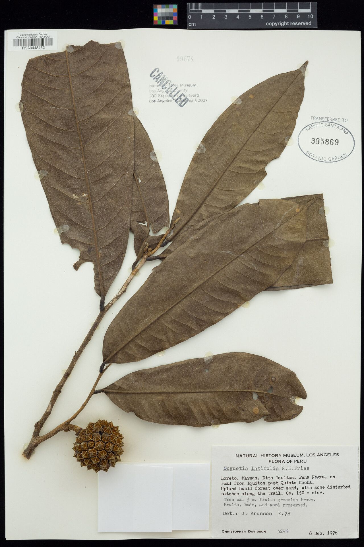 Duguetia latifolia fruit