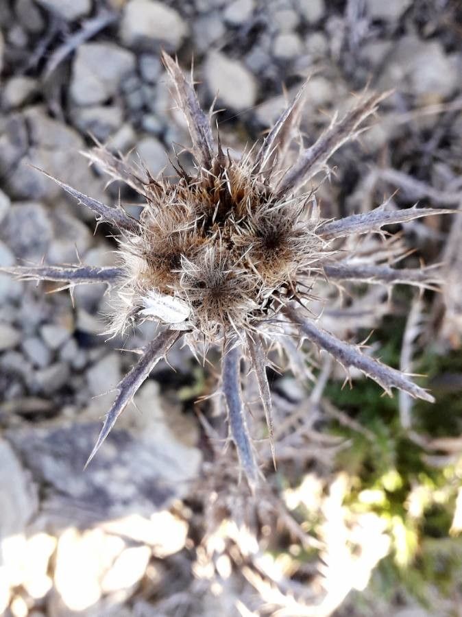 Carlina corymbosa fruit