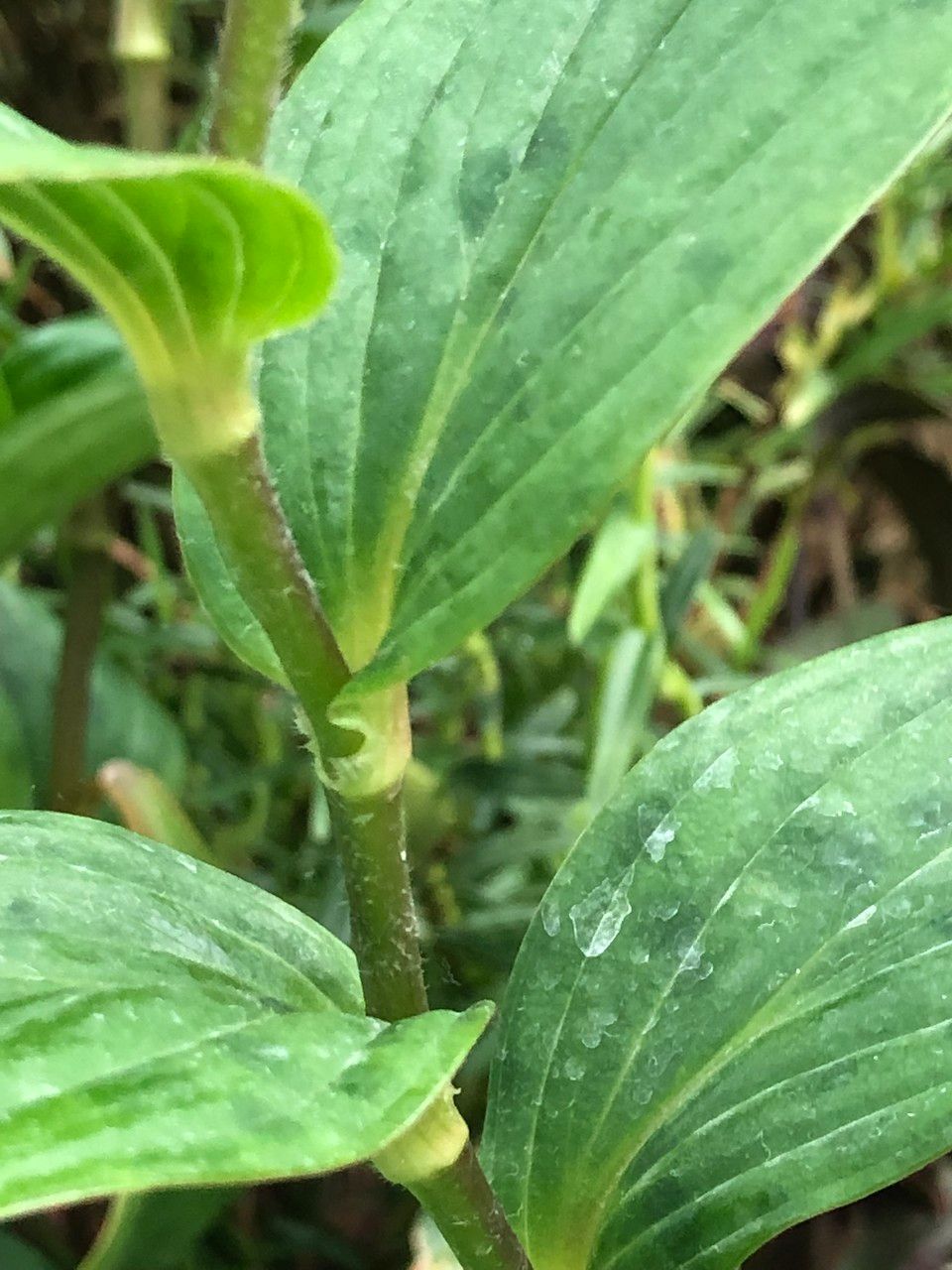 Tricyrtis formosana bark