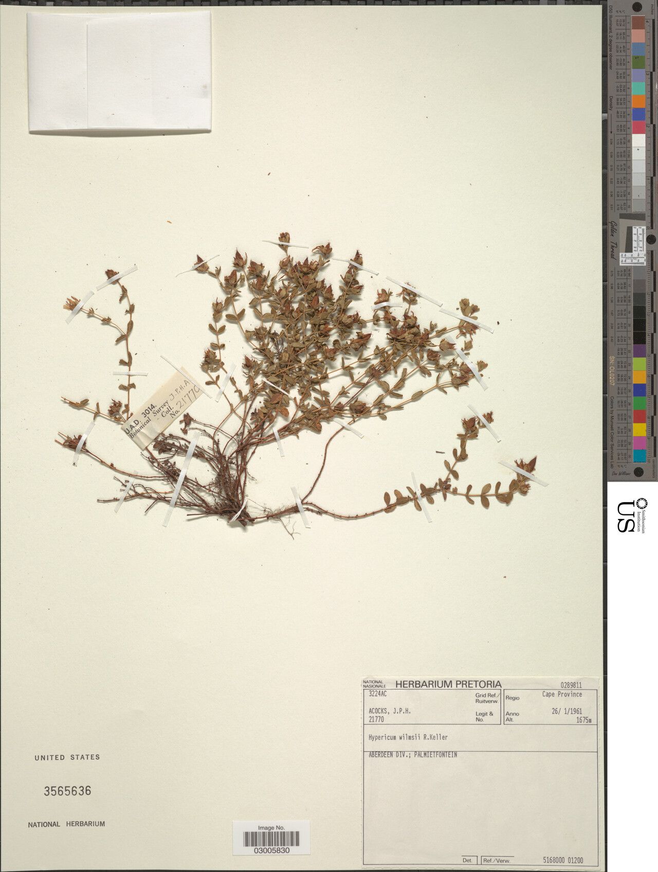 Hypericum wilmsii — houseplant care guide