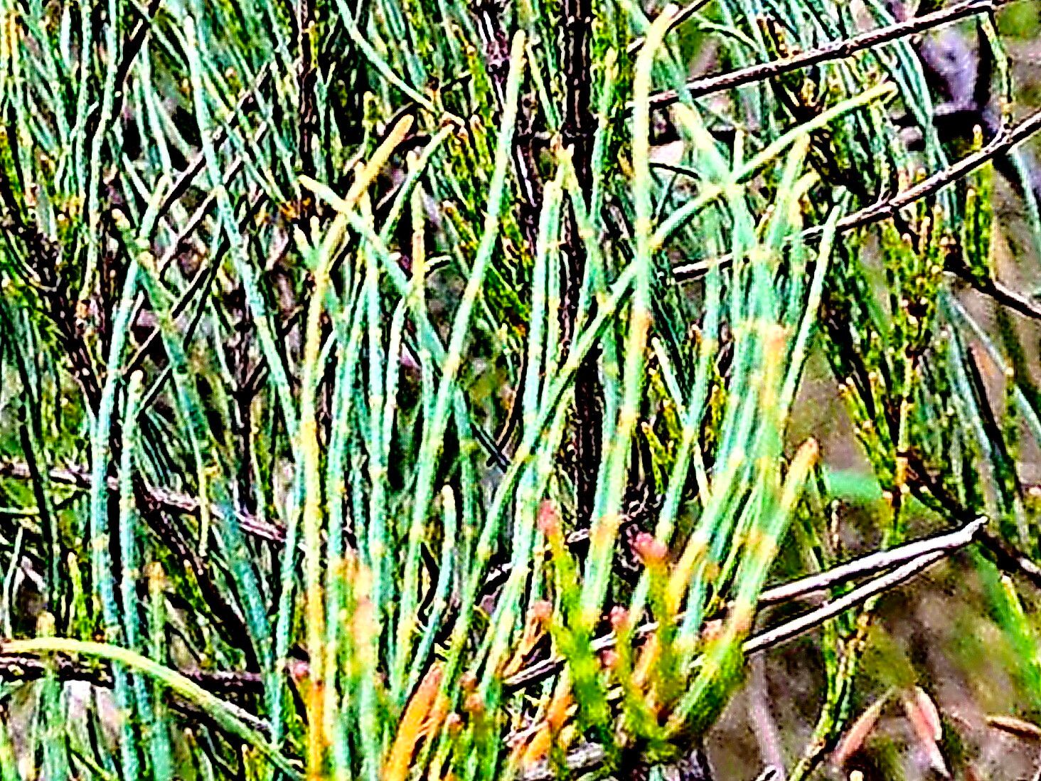 Allocasuarina pusilla — search result for 'Allocasuarina'