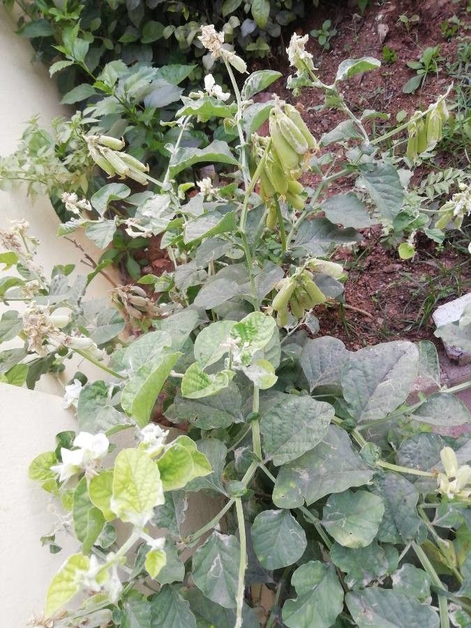 Crotalaria verrucosa — search result for 'Bangladesh'