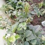 Crotalaria verrucosa