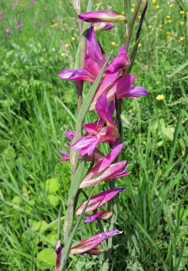 Gladiolus italicus flower