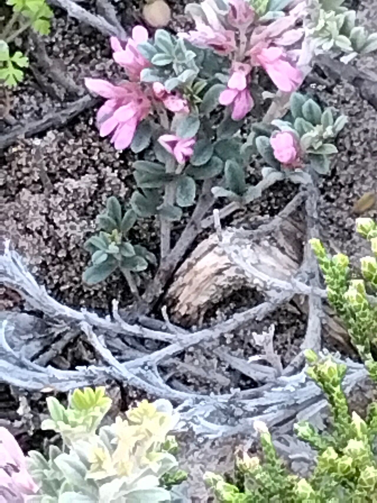 Indigofera brachystachya bark