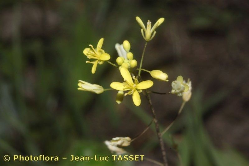Biscutella baetica flower