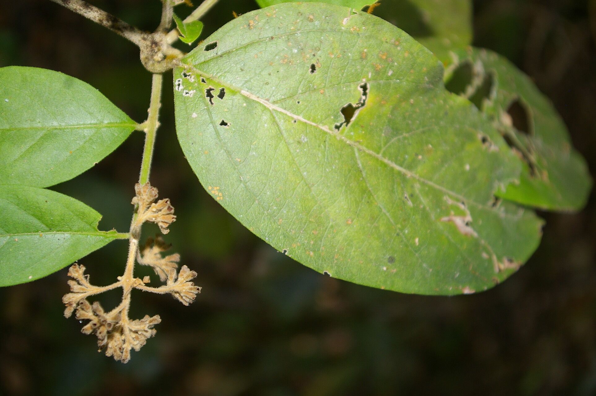 Aegiphila deppeana flower