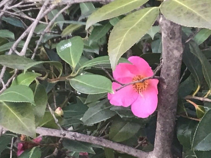 Camellia saluenensis flower