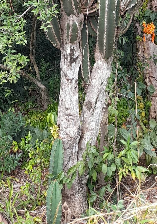 Cereus stenogonus bark