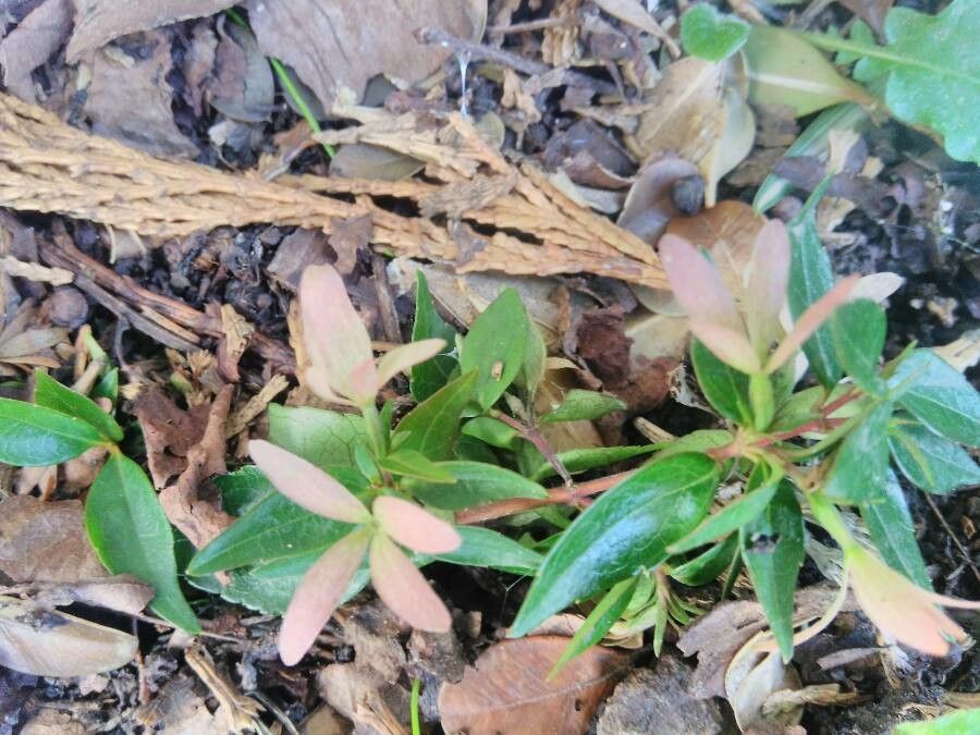 Gentiana villosa leaf
