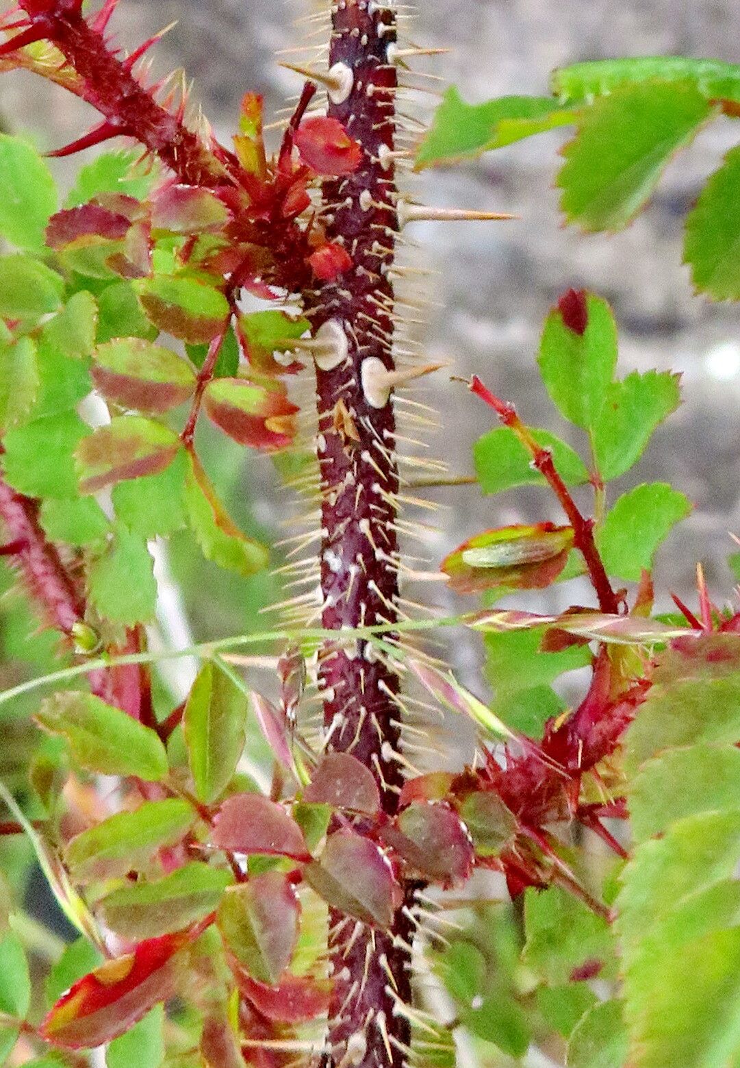 Rosa persetosa bark