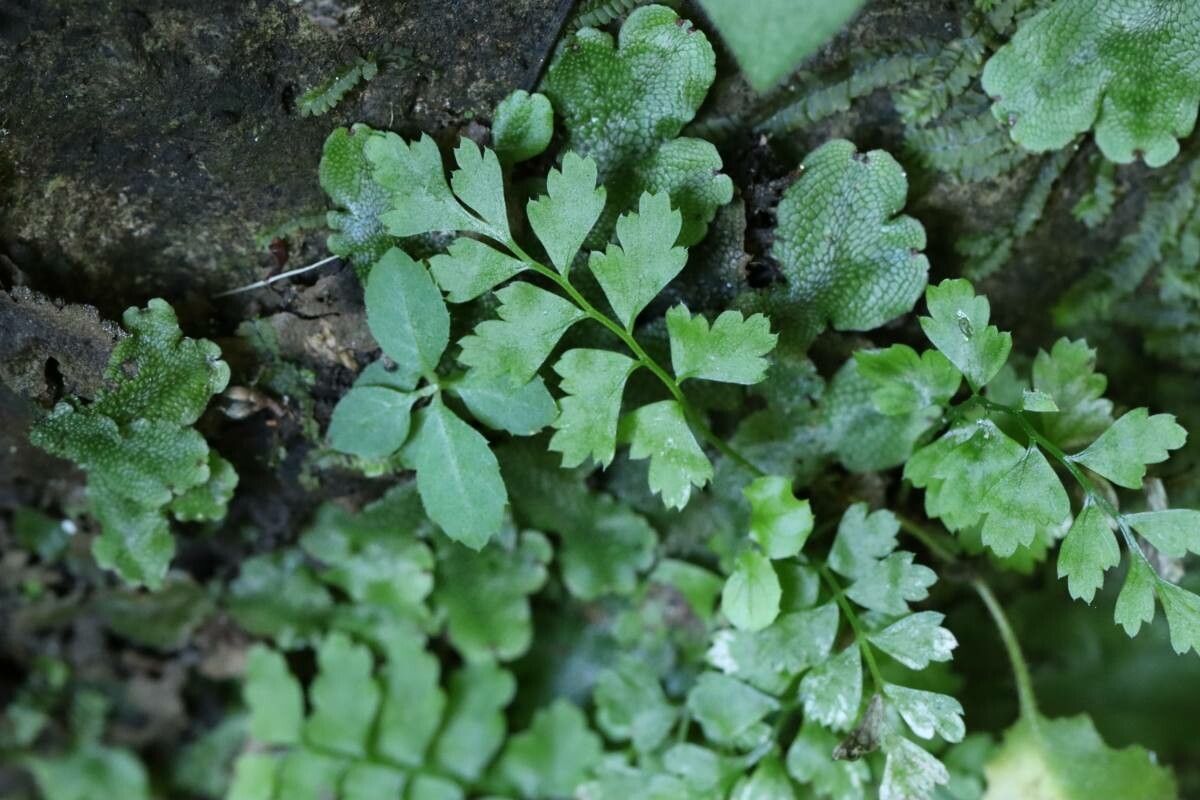 Asplenium incisum — houseplant care guide