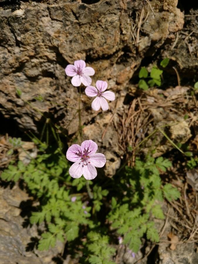 Erodium rupicola flower