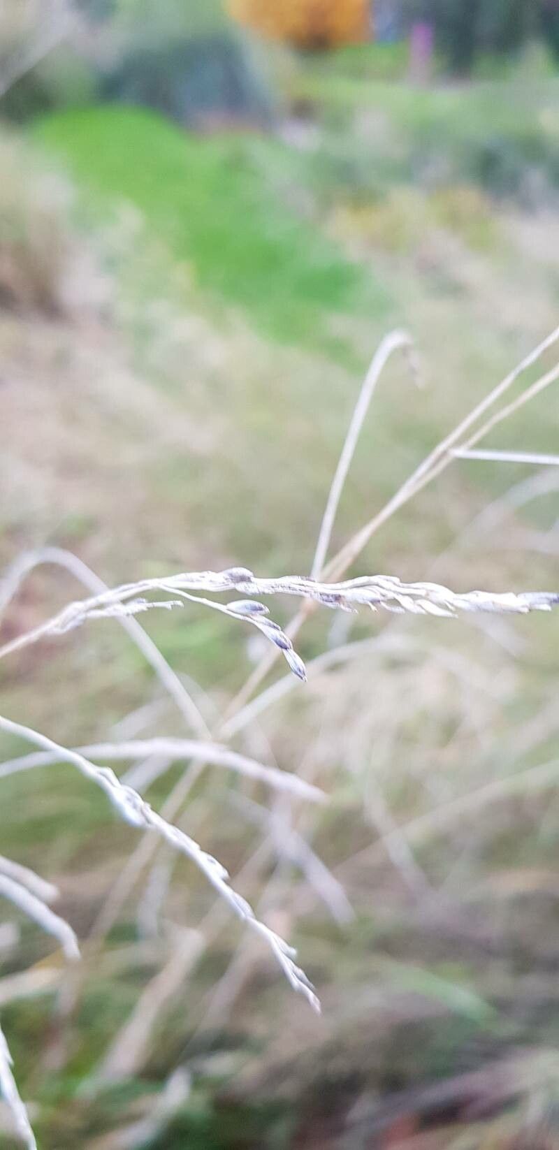 Achnatherum paradoxum fruit