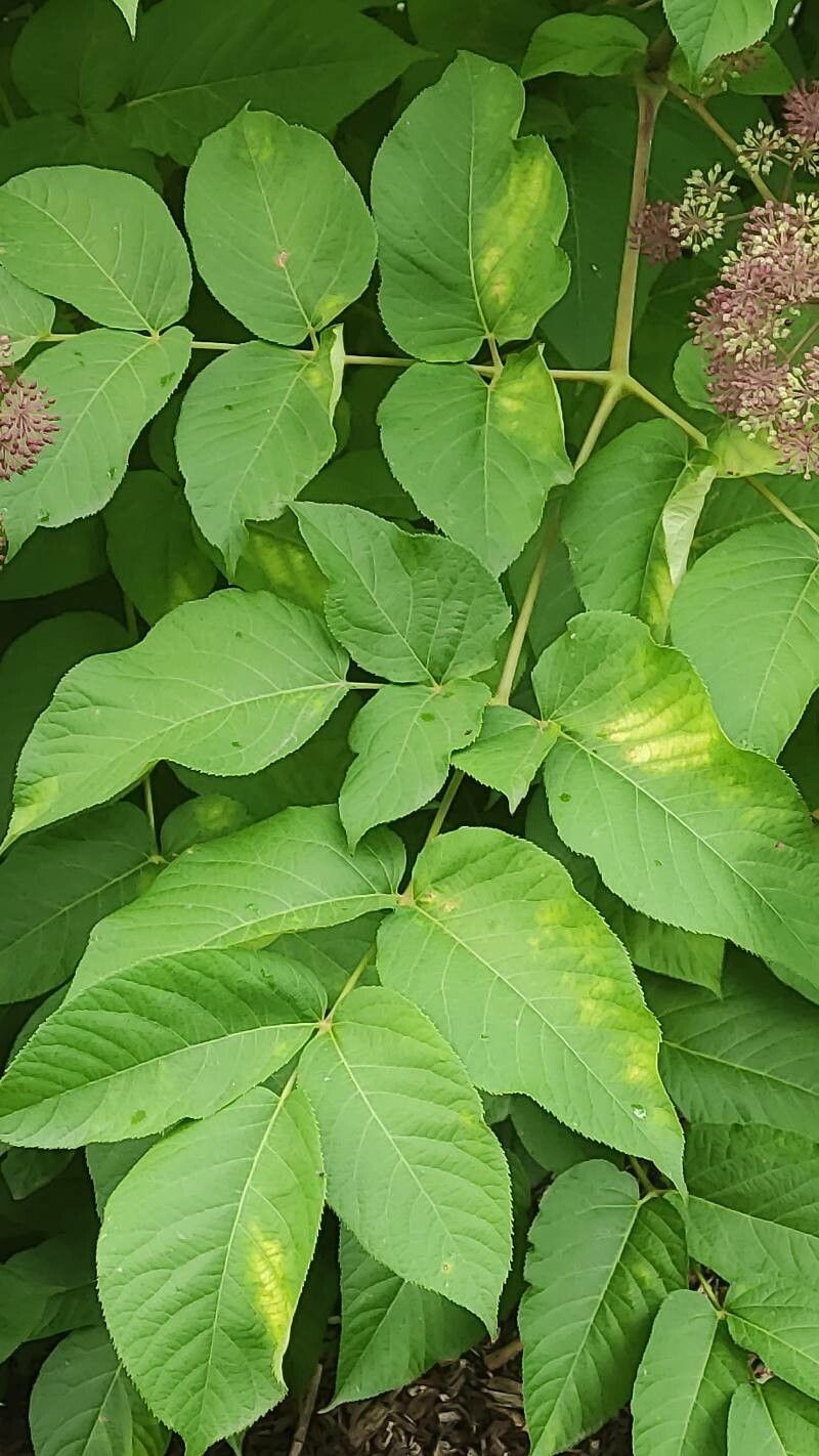 Aralia californica leaf