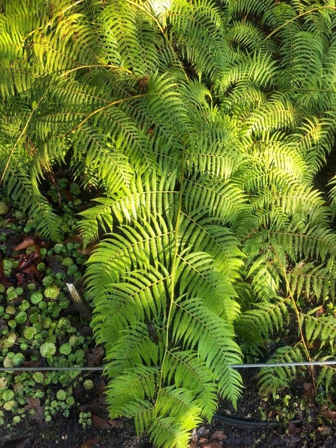 Cibotium schiedei — houseplant care guide