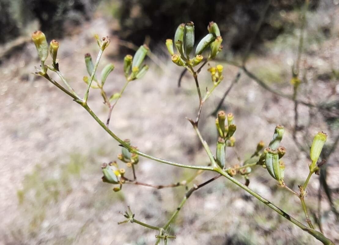Bupleurum rigidum fruit