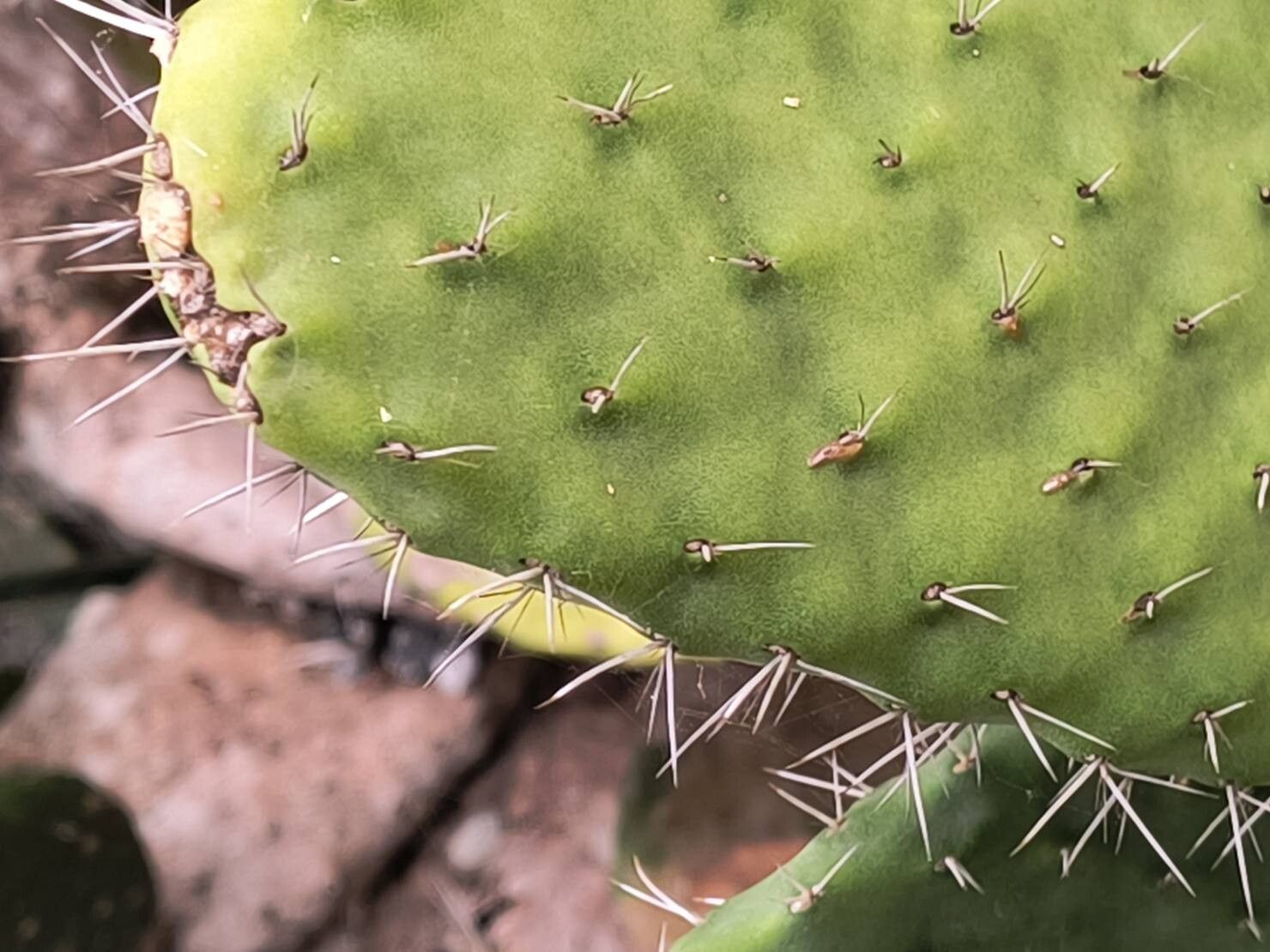 Tacinga saxatilis leaf