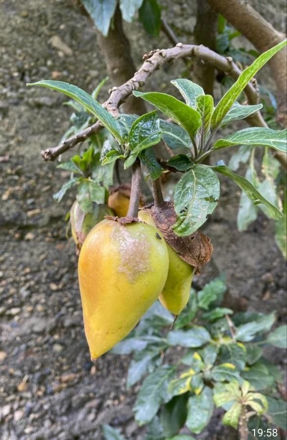 Brugmansia sanguinea fruit