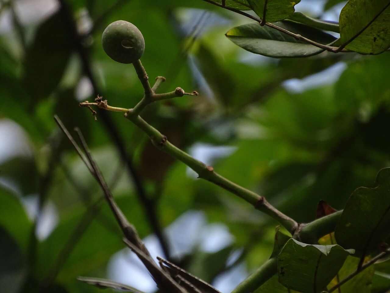 Cissus aralioides — houseplant care guide