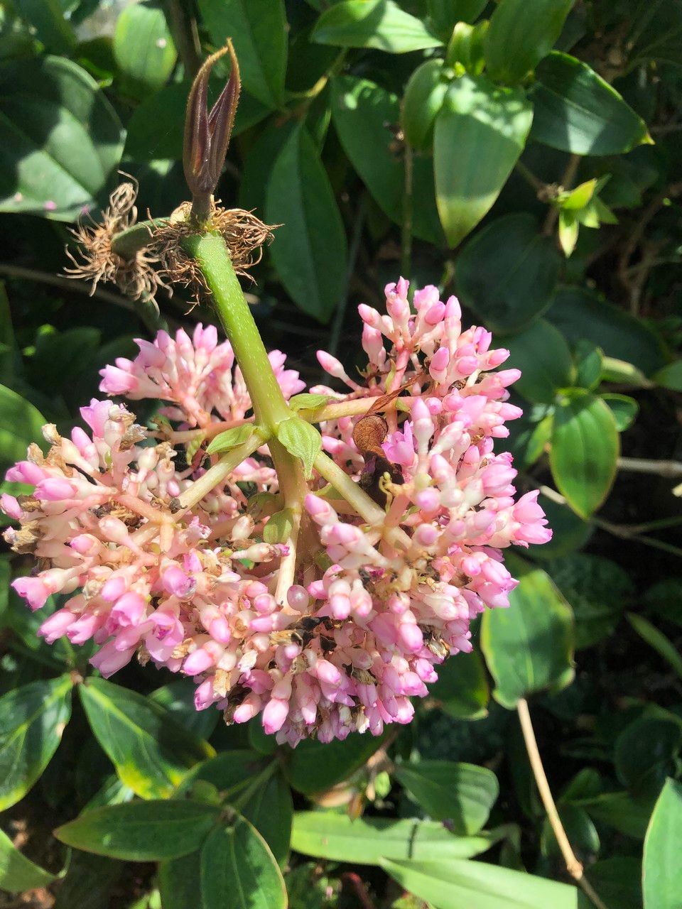 Medinilla intermedia flower