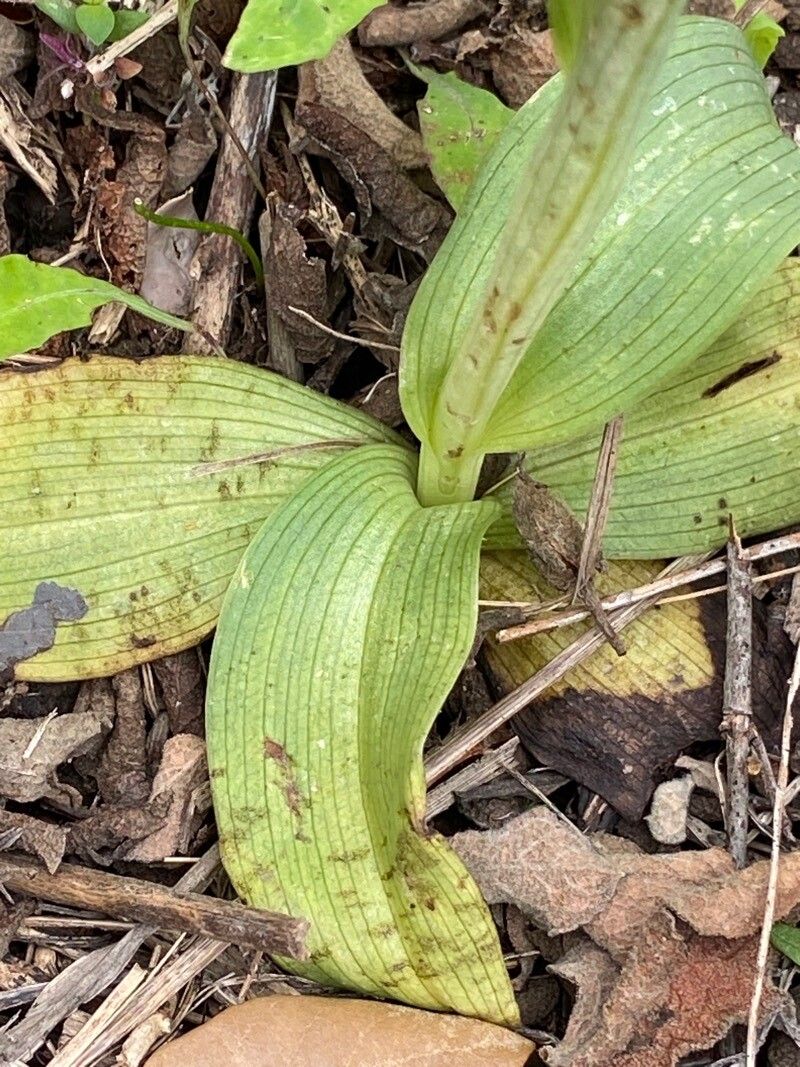 Ophrys crabronifera — search result for 'Ophrys'