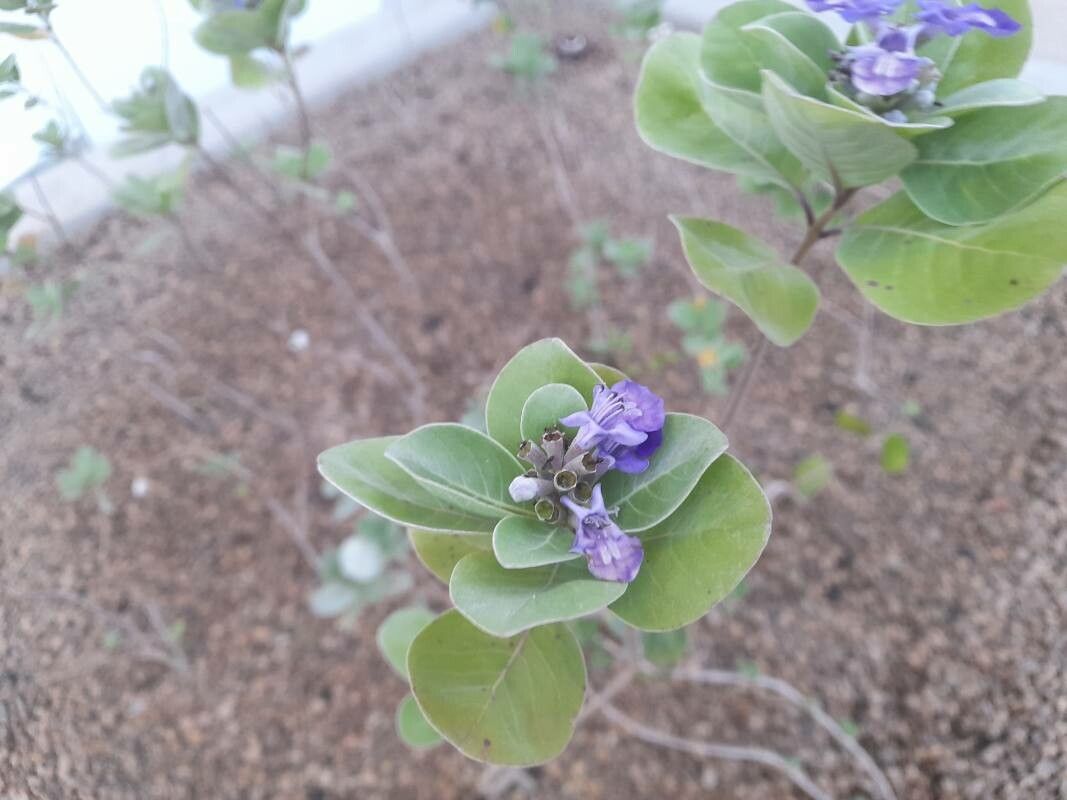 Vitex trifolia flower