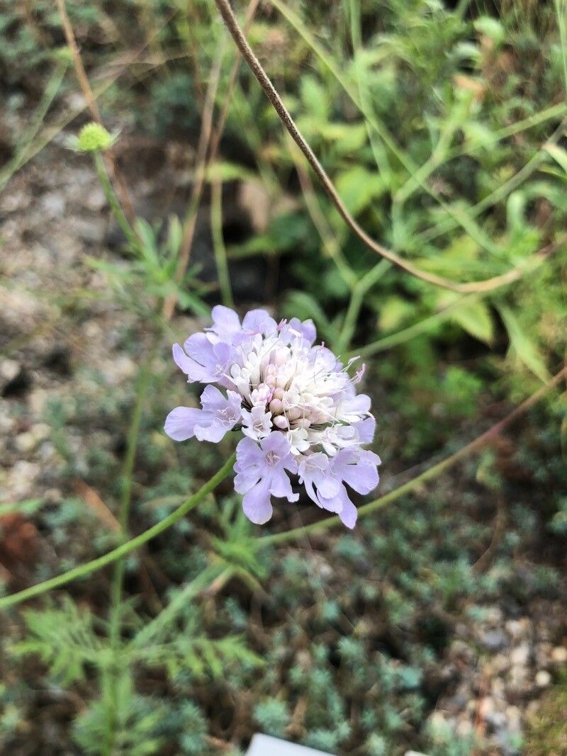 Scabiosa owerinii — houseplant care guide