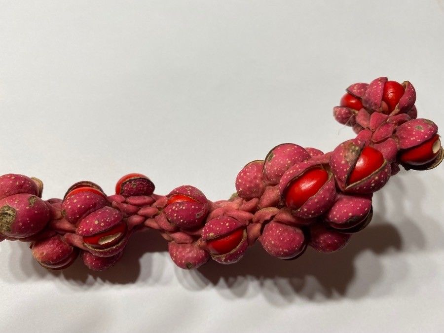 Magnolia cordata — search result for 'Magnolia'