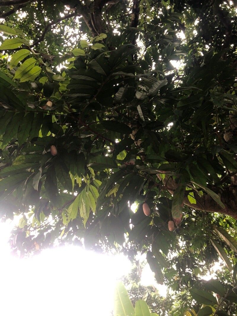 Pachylobus edulis flower