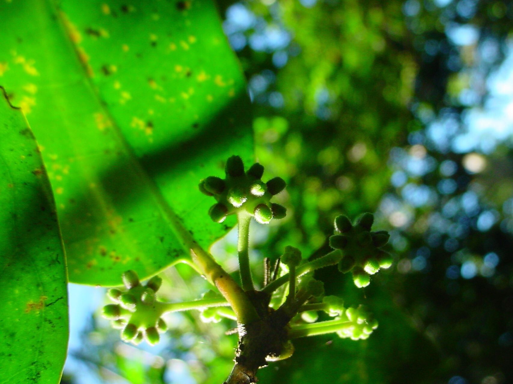 Gynochthodes myrtifolia fruit