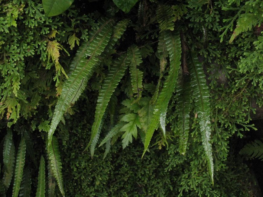 Thelypteris francoana habit