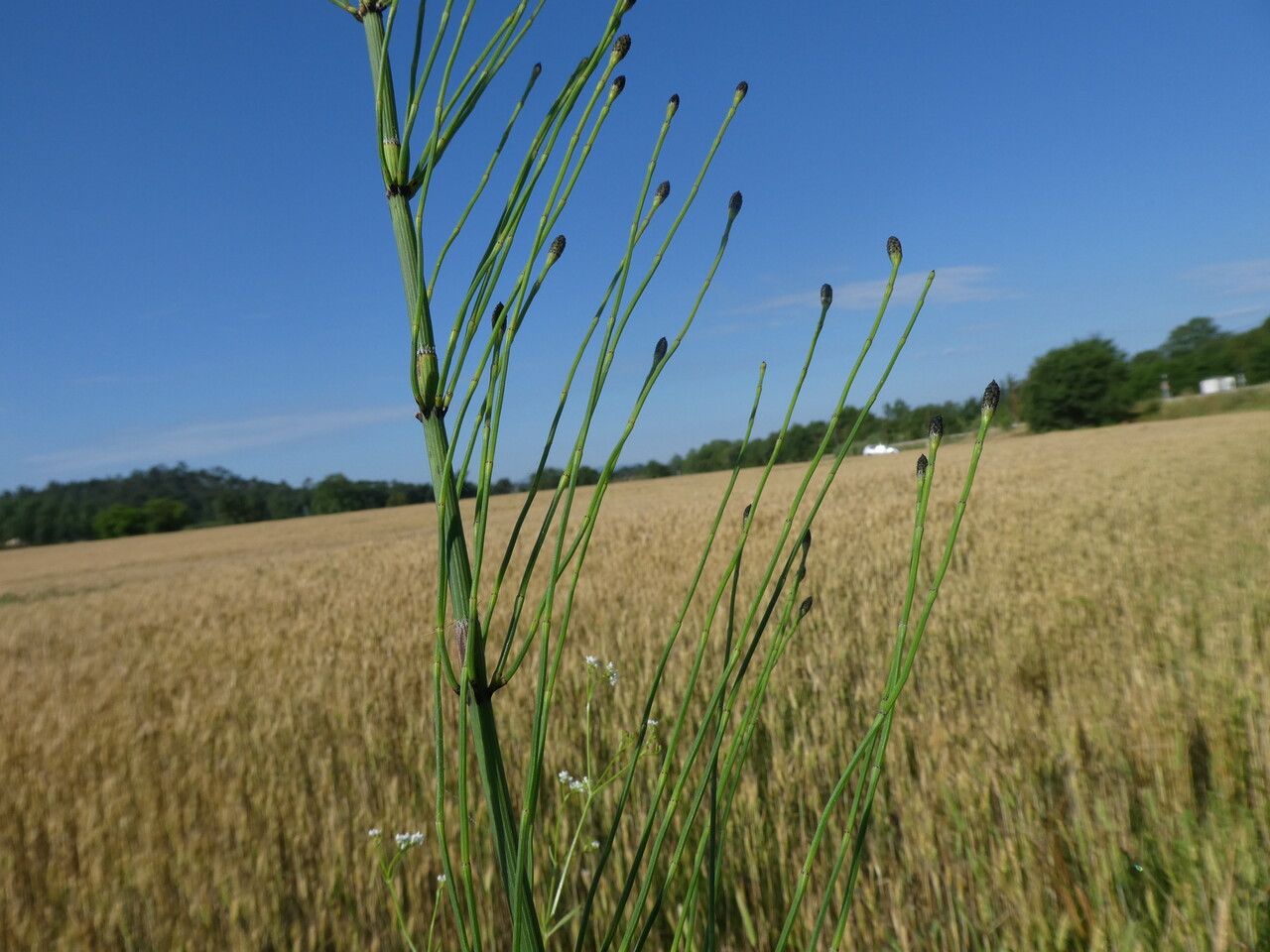Equisetum ramosissimum leaf