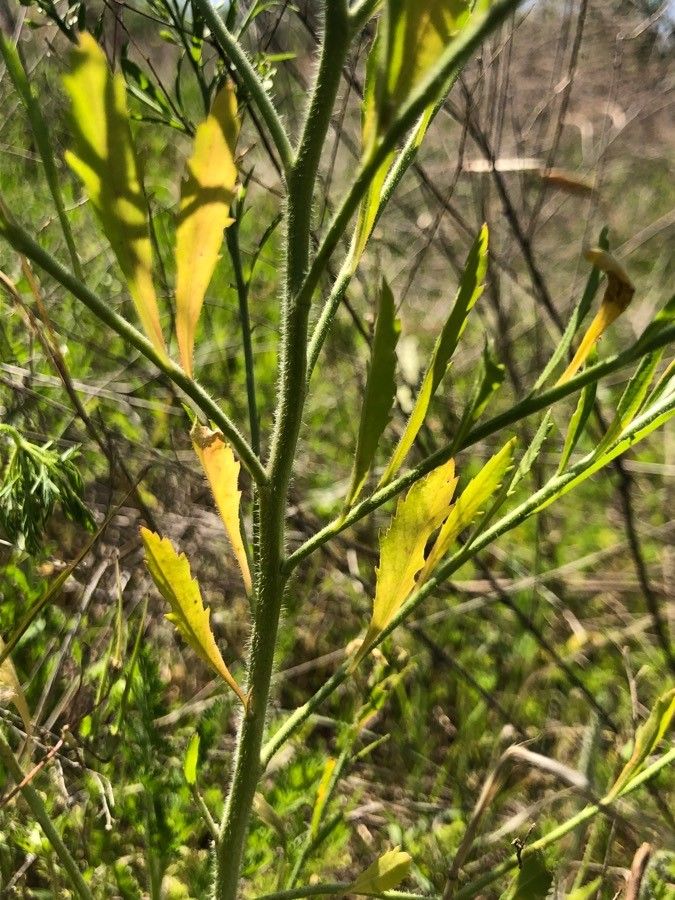 Lepidium austrinum leaf